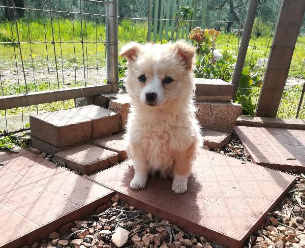 Wendy Cucciola Taglia Piccola Simil Volpino